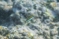 Thalassoma quinquevittatum