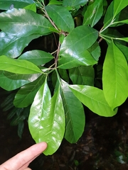 Atractocarpus benthamianus