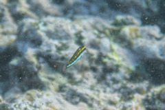 Thalassoma quinquevittatum