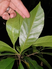 Atractocarpus benthamianus