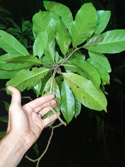 Atractocarpus benthamianus