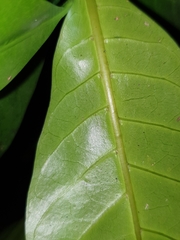 Atractocarpus benthamianus
