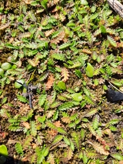 Leptinella dioica dioica