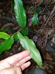 Alpinia arundelliana