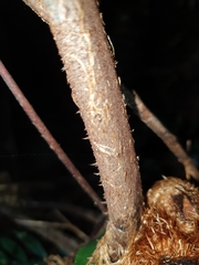 Alsophila leichhardtiana