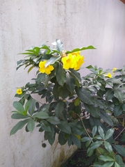 Allamanda