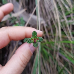 Chaetolepis microphylla