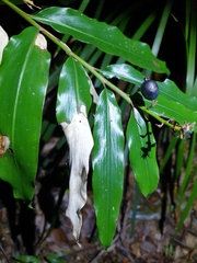 Alpinia arundelliana
