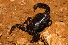 Bothriurus bonariensis