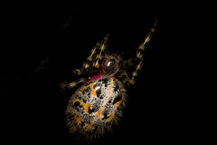 Alpaida alticeps