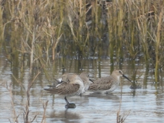 Calidris alpina