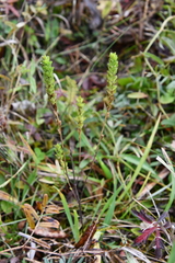 Euphrasia × vernalis