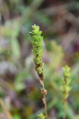 Euphrasia × vernalis