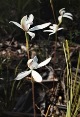 Caladenia dimorpha
