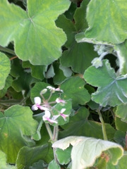 Pelargonium tomentosum