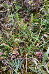 Euphrasia × vernalis