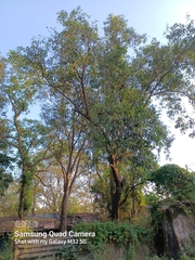 Aquilaria