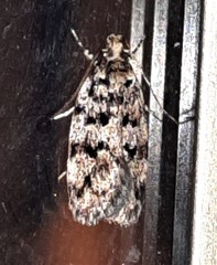 Barea eucapnodes