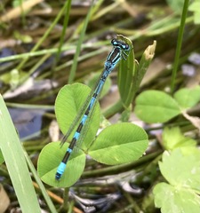 Coenagrion ornatum