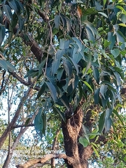 Aquilaria