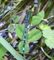 Coenagrion ornatum