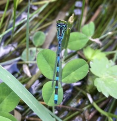 Coenagrion ornatum