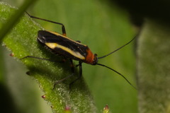 Prepops bivittatus