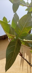 Calotropis procera image