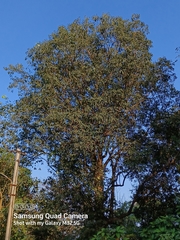 Aquilaria