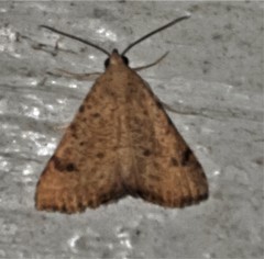 Madope auferens