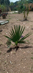 Arecaceae