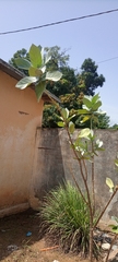 Calotropis procera