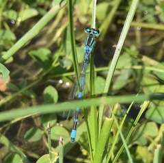 Coenagrion ornatum
