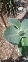 Calotropis procera
