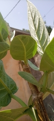 Calotropis procera