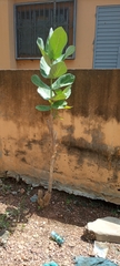 Calotropis procera image