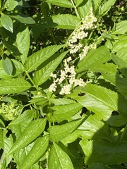 Sambucus gaudichaudiana