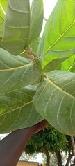 Calotropis procera