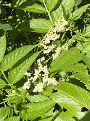 Sambucus gaudichaudiana