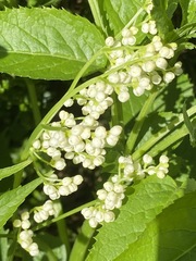 Sambucus gaudichaudiana
