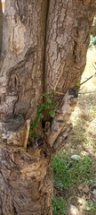 Magnoliopsida