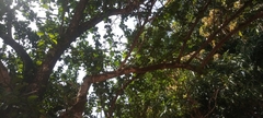 Magnoliopsida