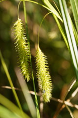 Carex fascicularis