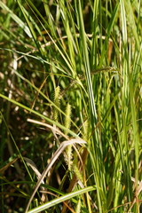 Carex fascicularis