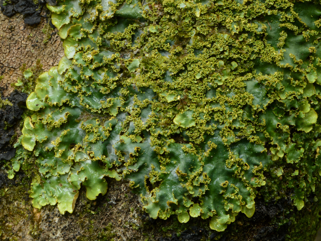 Podostictina pickeringii