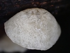 Campanella junghuhnii