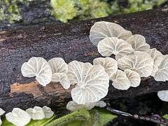 Campanella junghuhnii