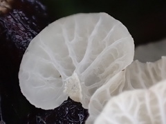 Campanella junghuhnii