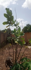 Calotropis procera image