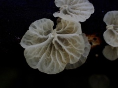 Campanella junghuhnii